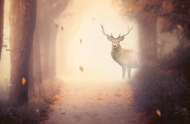 E51580BE-F2D5-4998-A055-45CCBEAB7FA8